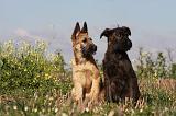 BOUVIER DES ARDENNES 222